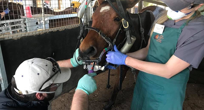 equine dentistry