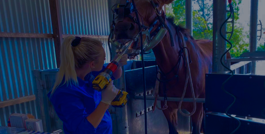 Equine Dentistry Cameron Veterinary Services