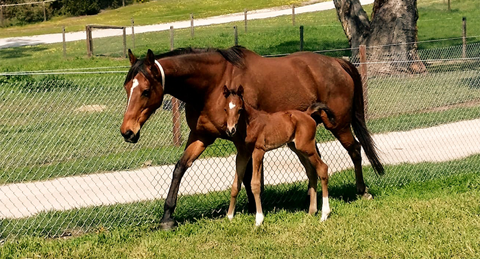 Equine Reproduction Gawler