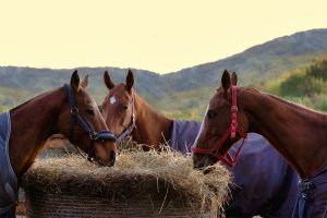 horse dental check up