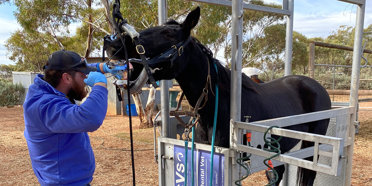 animal dentist gawler