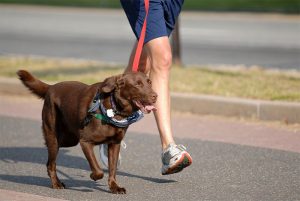 dog walking gawler