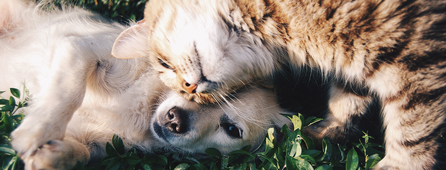 Dog and cat