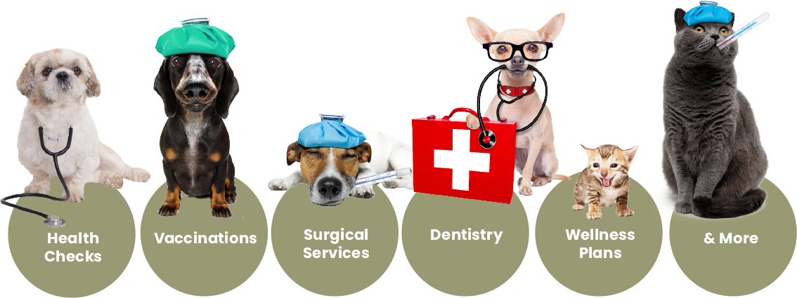 Dog Vet