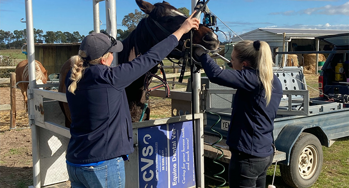 Mobile Equine Vet