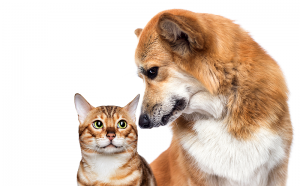 Pet Care Gawler