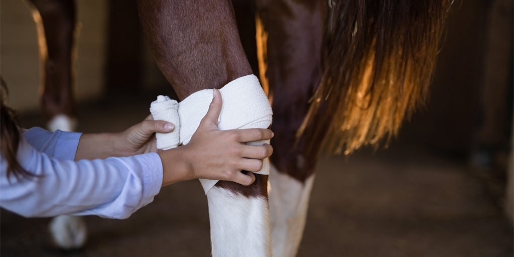 Horse Vet