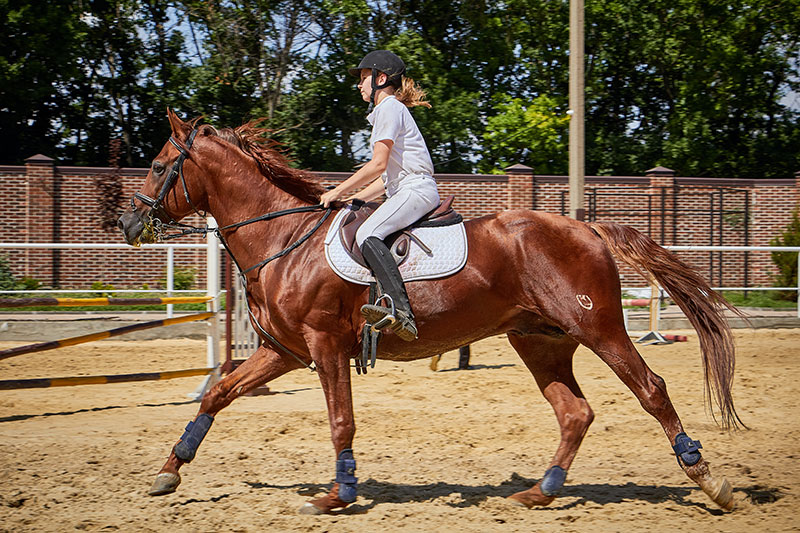 Exercise is important in manaing arthritis in horses