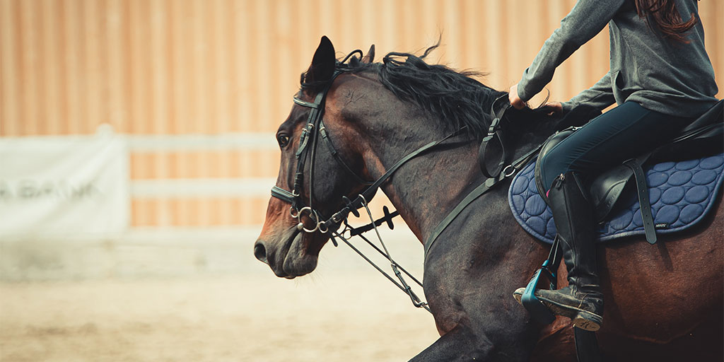 horse vet adelaide hills