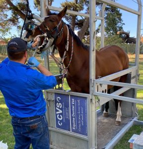 Dr Lachie performing a dental equine exam