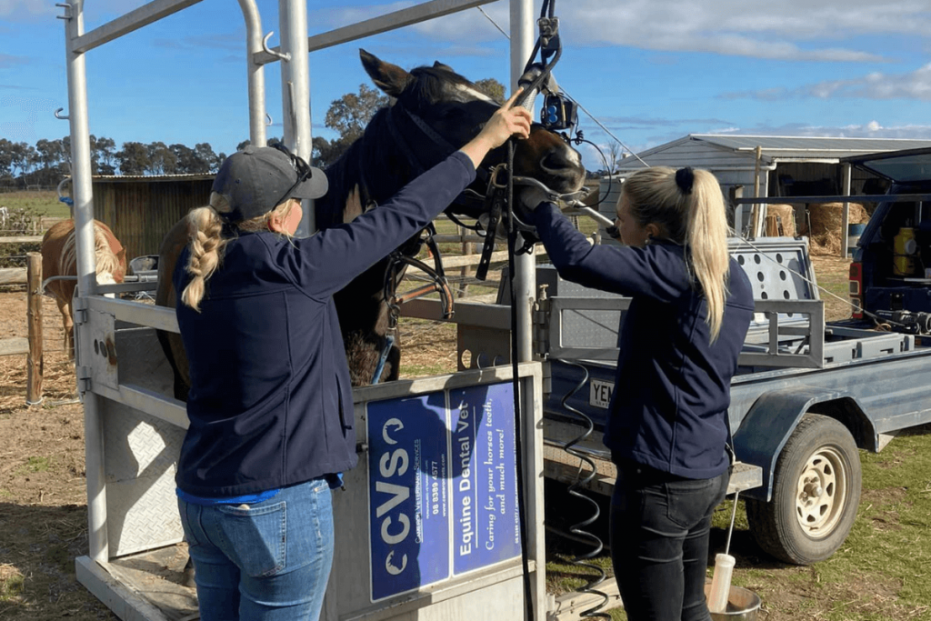 Equine dental exam