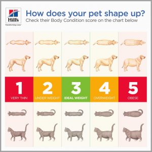 A handy chart to check if your pet's weight is healthy