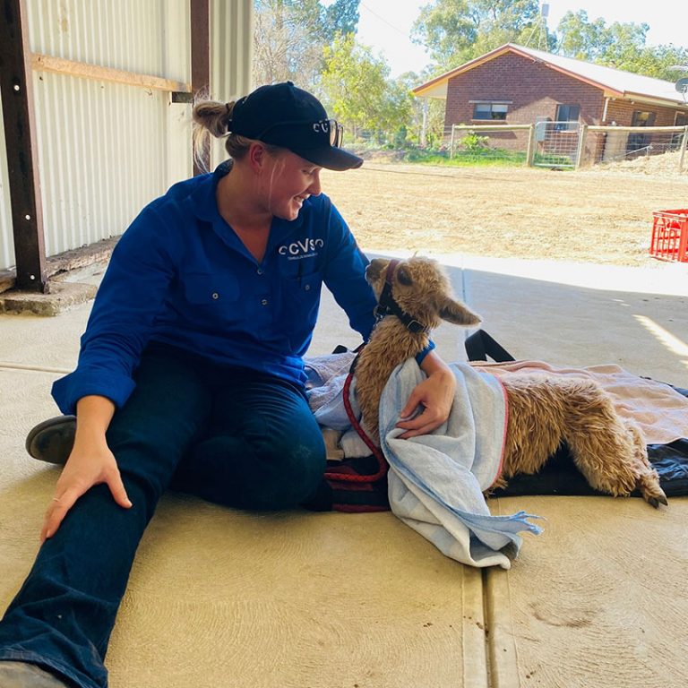 Rickets in alpacas Symptoms, treatment and prevention Cameron