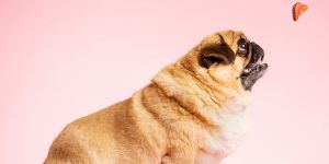 Your pet's weight is important for their overall health