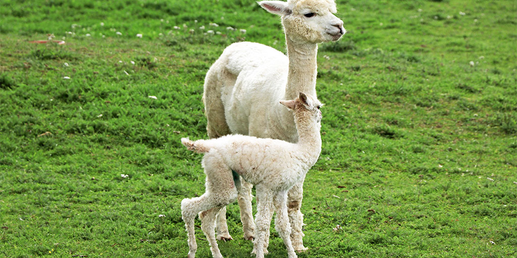 Rickets in alpacas