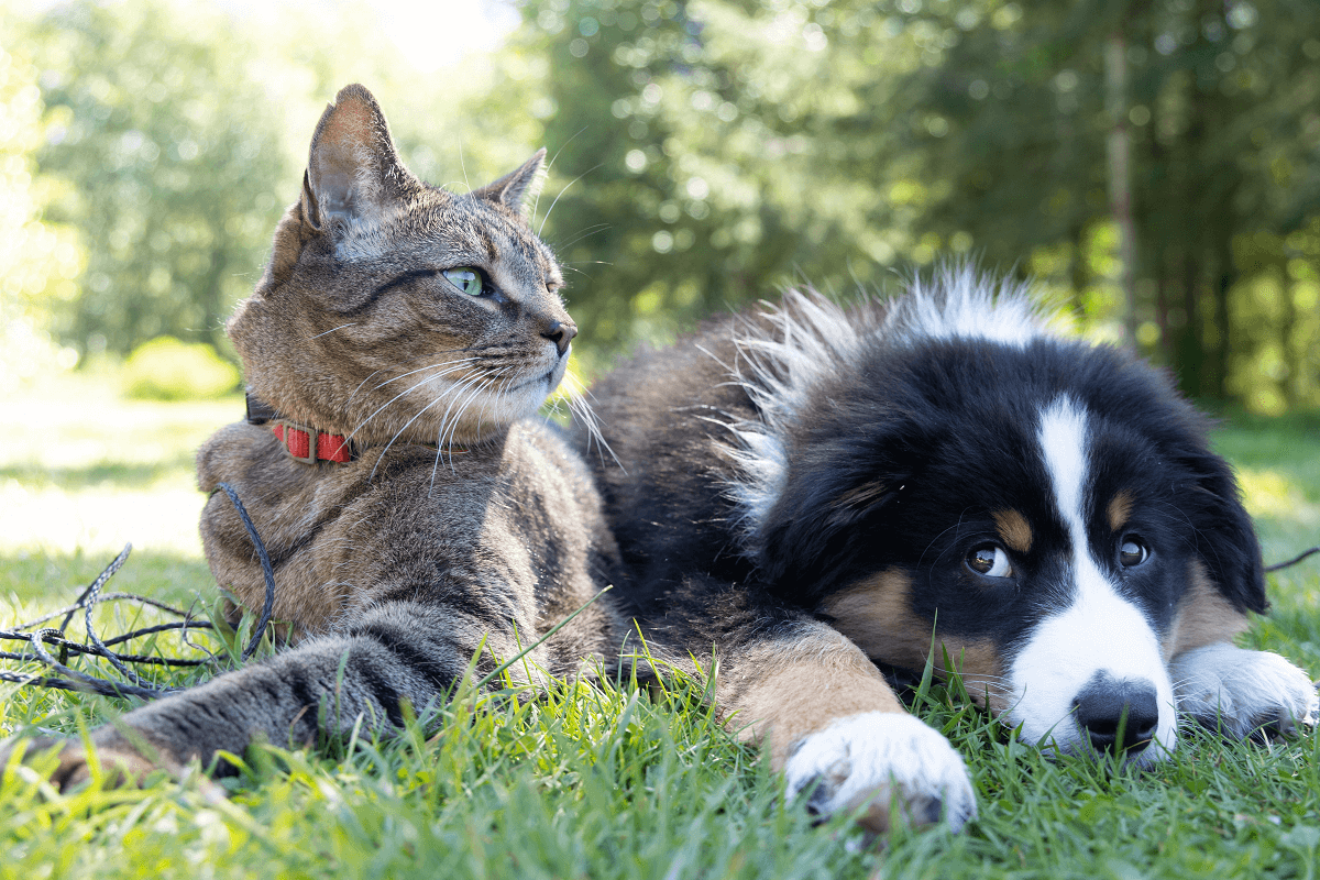 Desexing your pet - dog and cat desexing