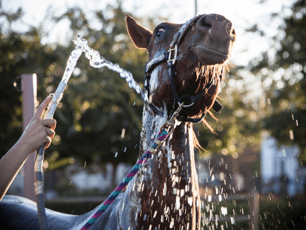 Hosing your horse is a great way to cool them down and prevent heat stress