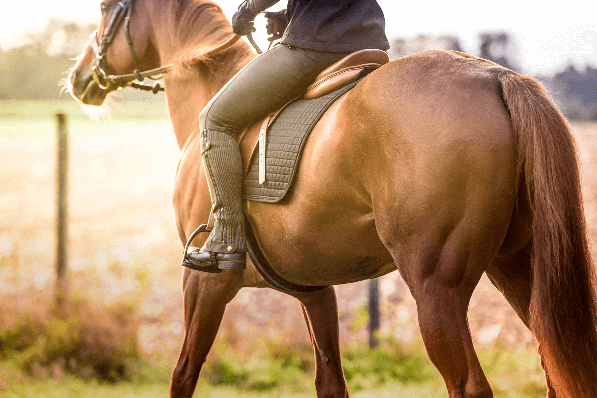 Why you need to remove your horse's wolf teeth