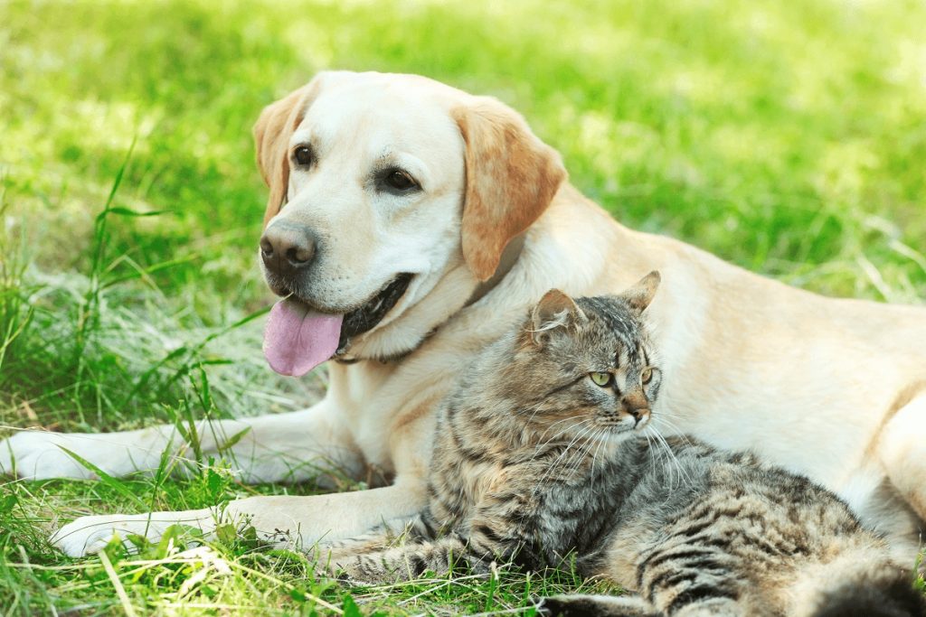 Managing diabetes in your cat or dog