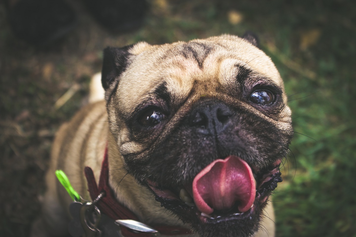 Brachycepahlic dog strggles to pant in the heat