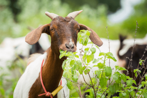 Goat and sheep veterinary care and advice Adelaide Hills