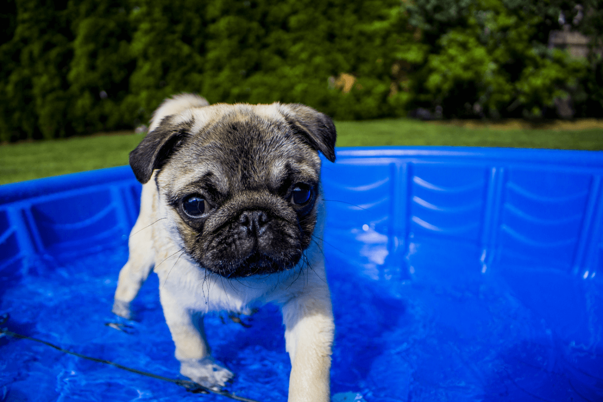 Brachycephalic dog swimming during heat of summer