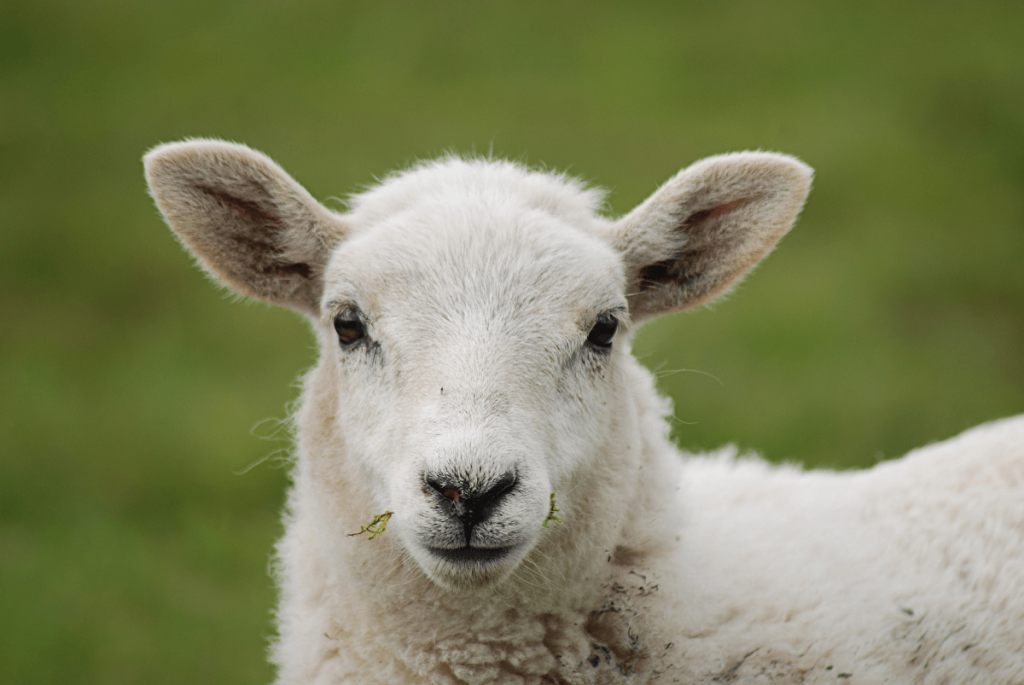 Goat and sheep care 101