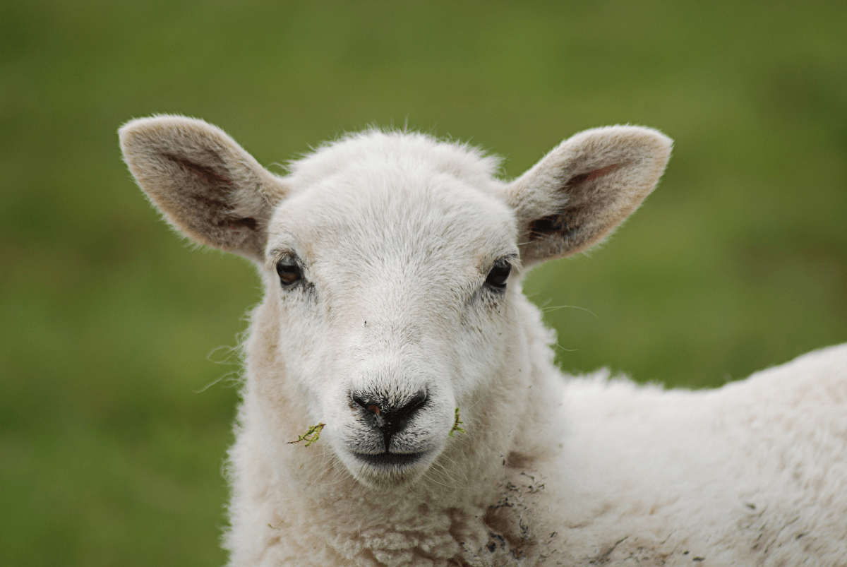 Goat and sheep care 101