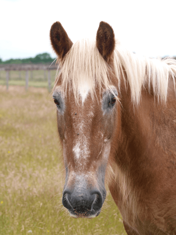 Horse skin conditions can be caused by insect allergies