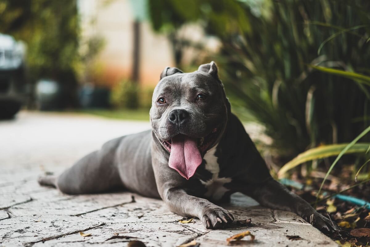 Brachycephalic dog in the heat of summer