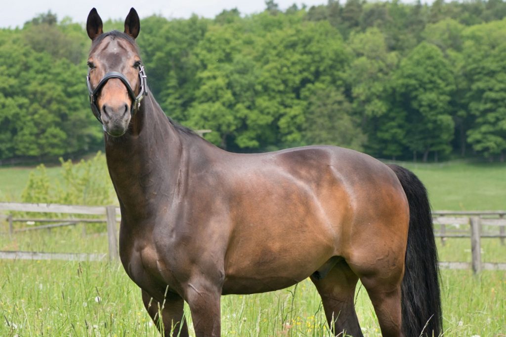 Faecal egg count testing for horse owners in the Adelaide Hills and Gawler region