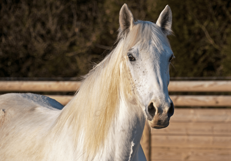 Horse (1) Faecal egg count testing service for your horse