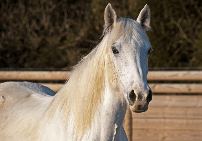 Faecal egg count testing service for your horse