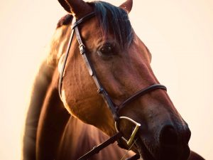 Horses can suffer from a range of eye problems