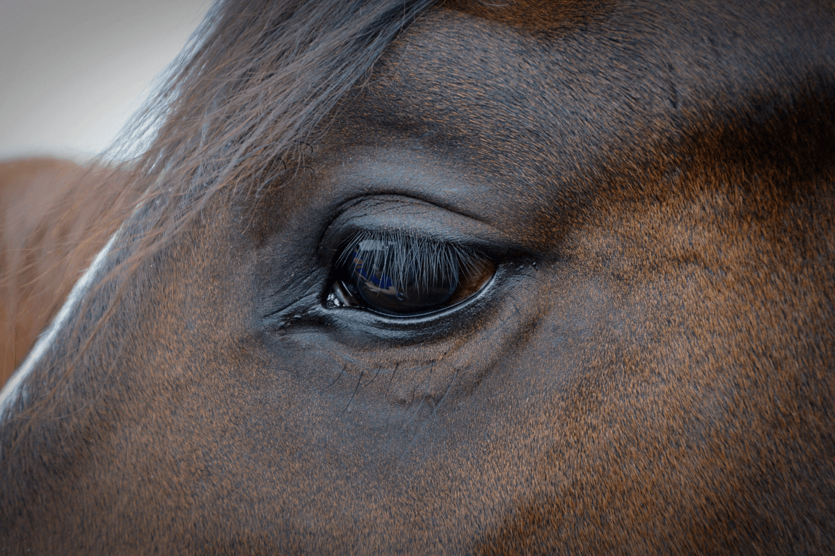 Common eye problems in horses Cameron Veterinary Services