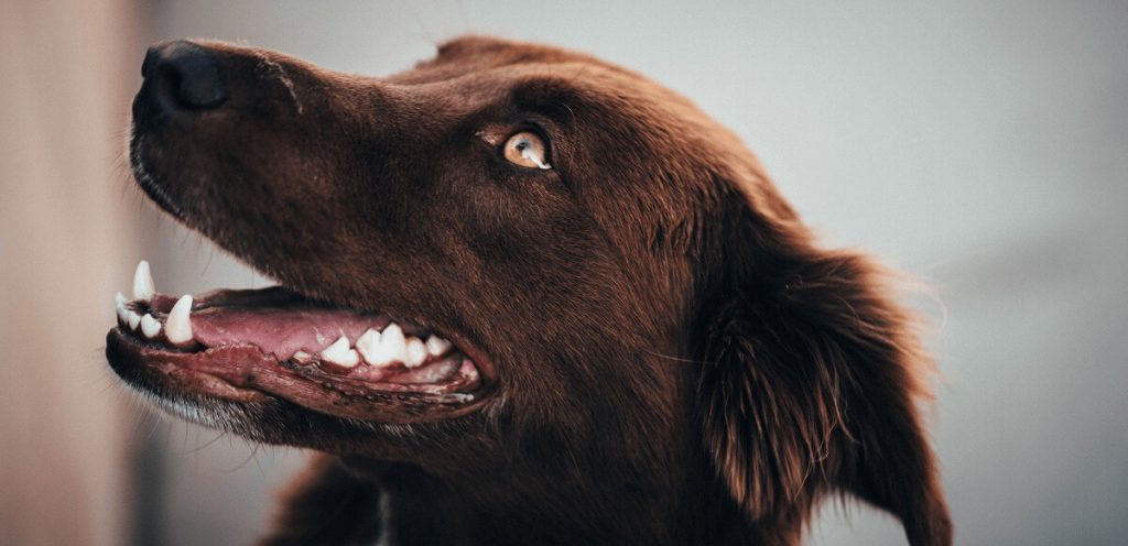 Keeping your pet's teeth health is crucial