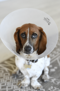 Pet dog wearing an e-collar after having an operation