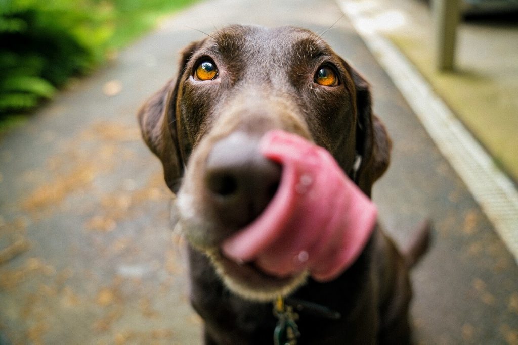 Choosing the right food for your dog