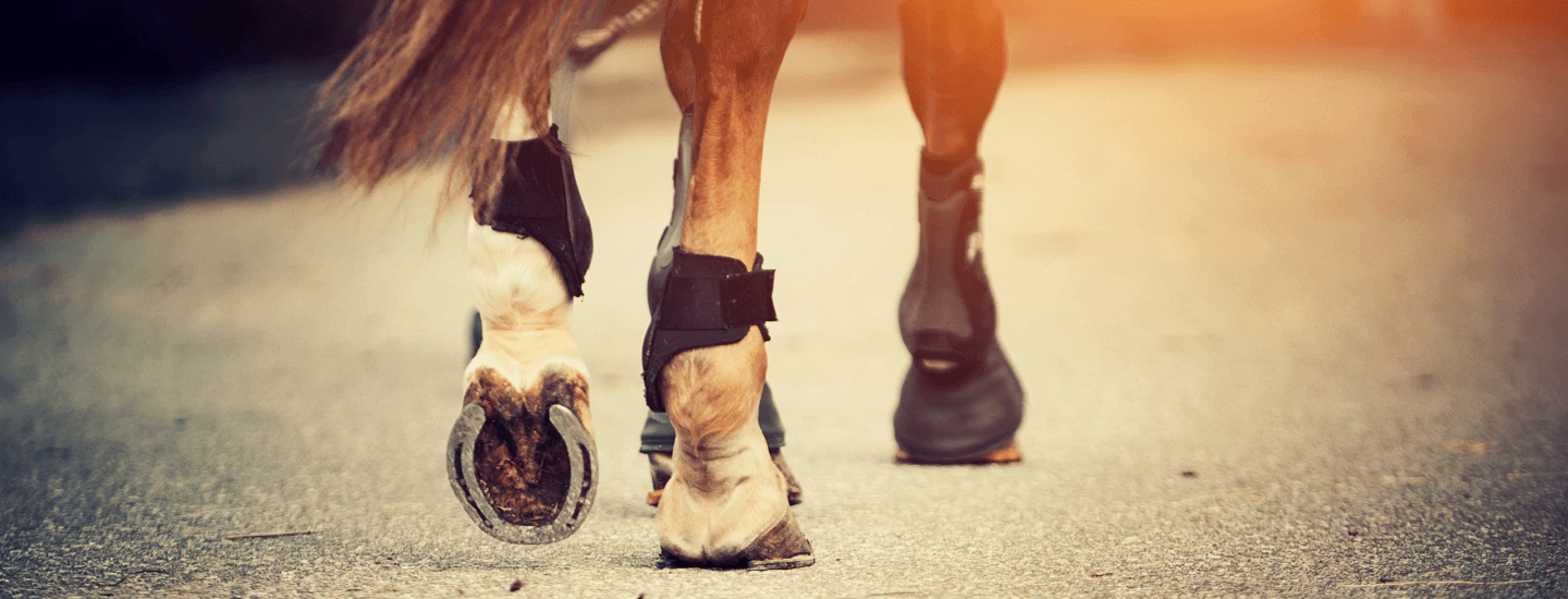 Equine farrier services at Mount Pleasant