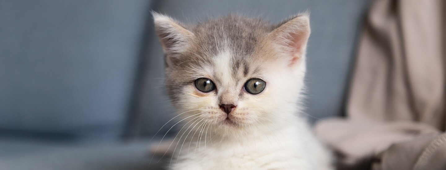 Kitten vaccination packs in Gawler