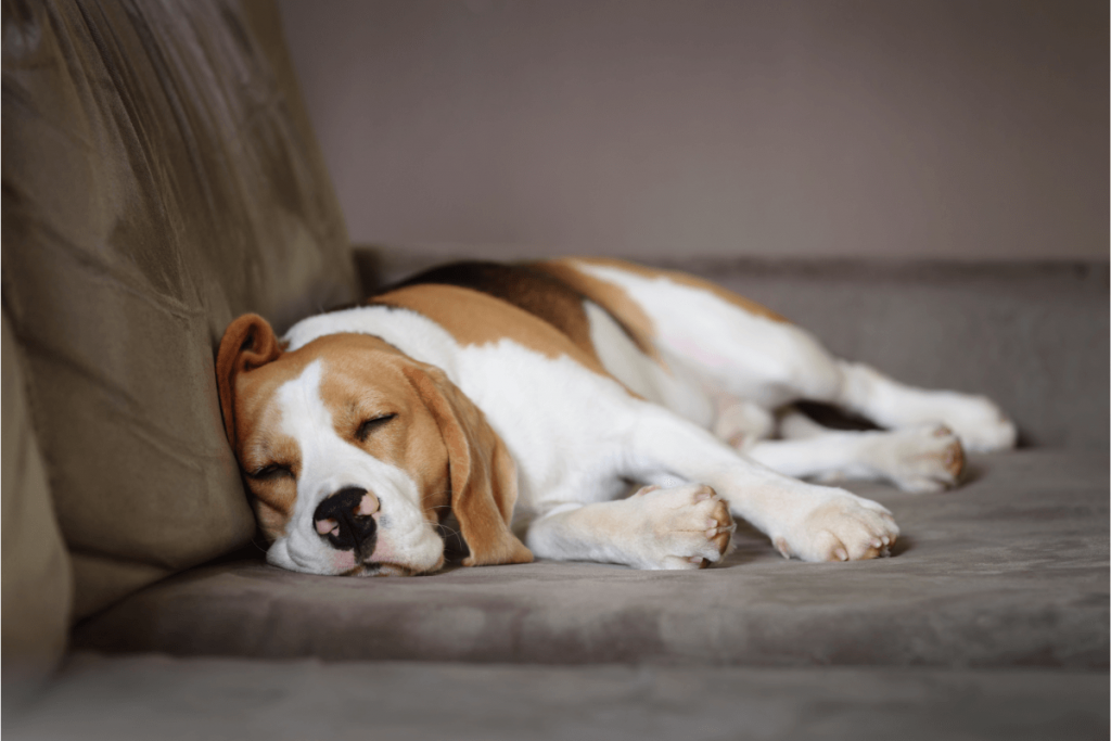 Older dog sleeping on brown ouch