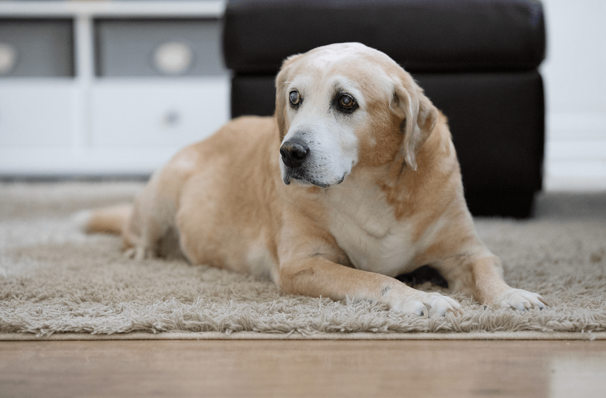 Senior dog lying down