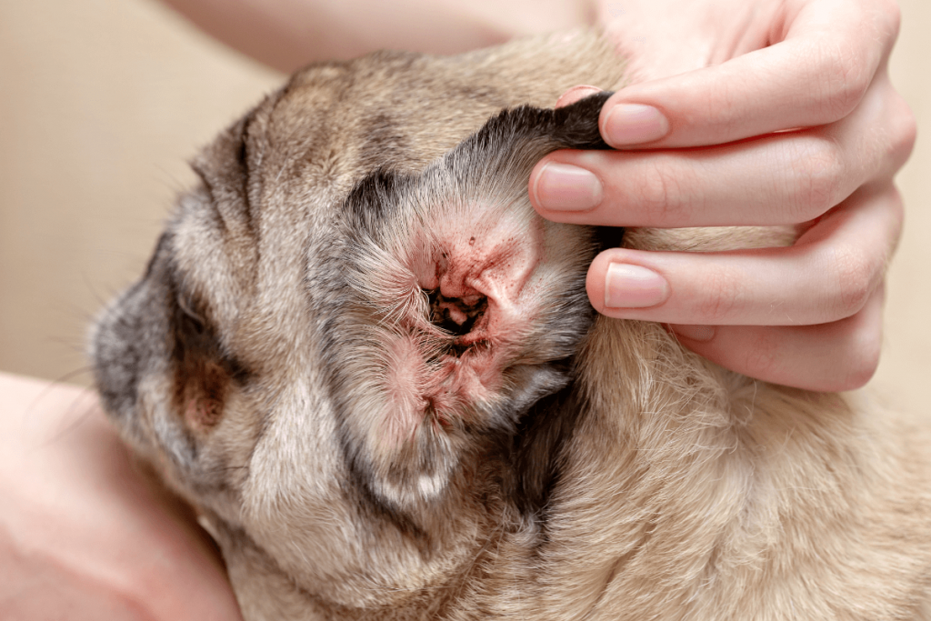 Signs of ear infection in dogs