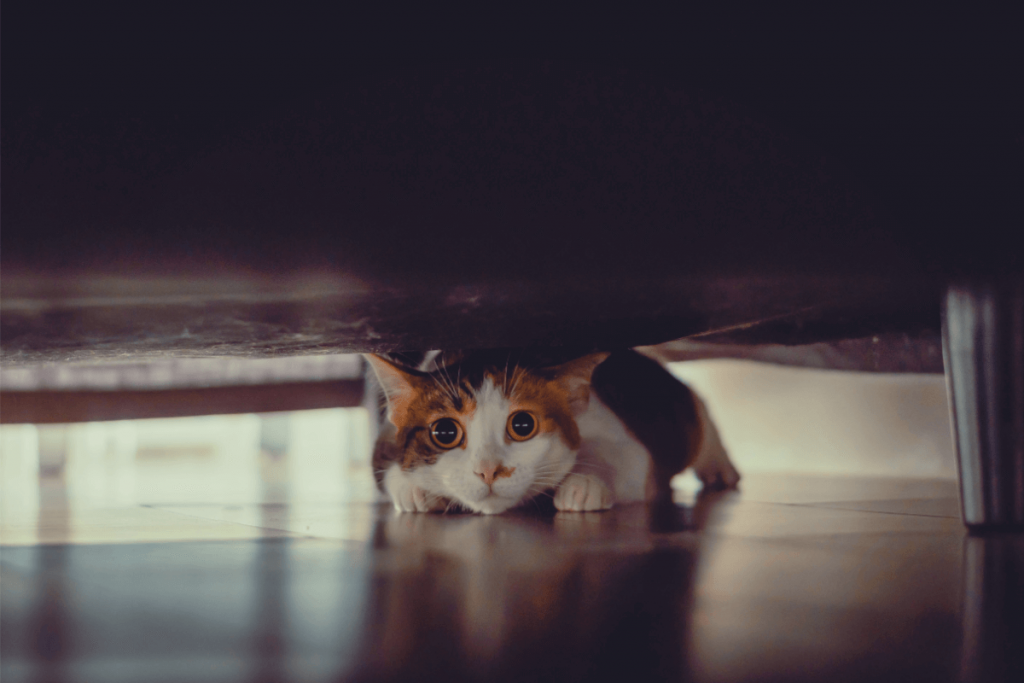 A pet cat hiding could be a sign of an emergency