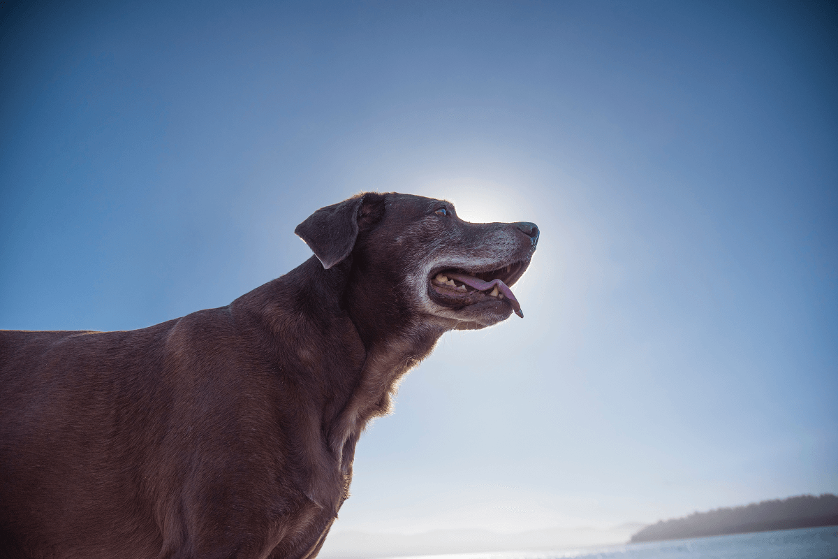 Older dog with arthritis