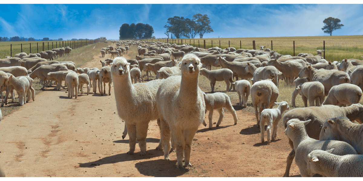 Sheep and alpacas can suffer from a range of foot problems