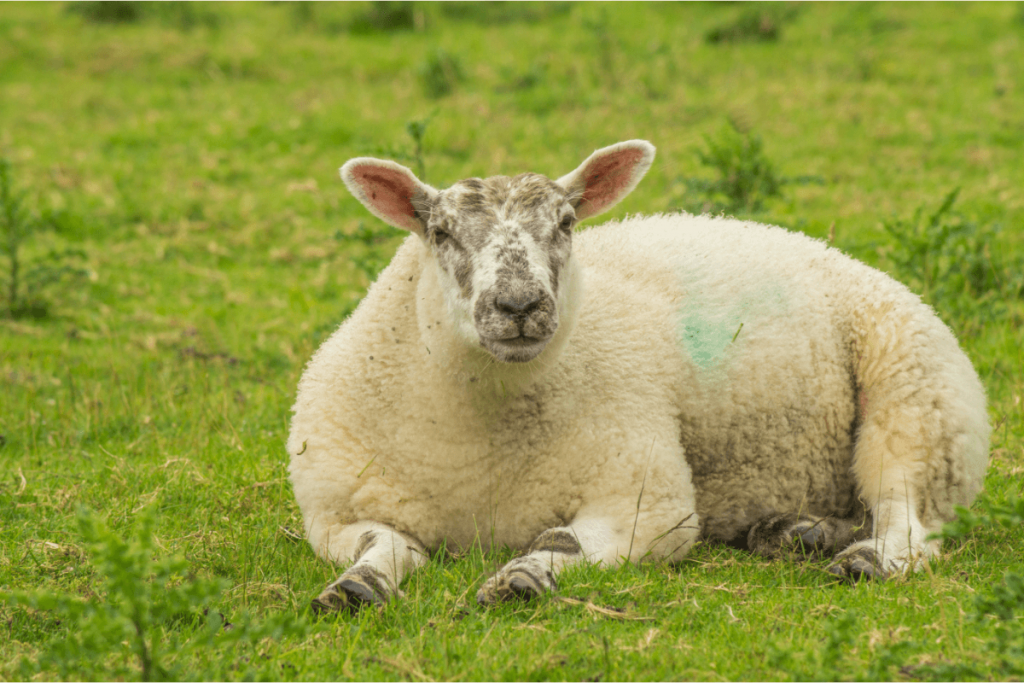 Sheep lying down