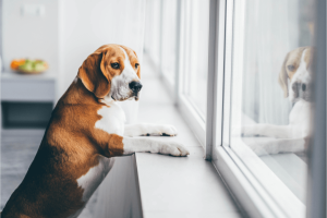 Dog with separation anxiety waiting at window