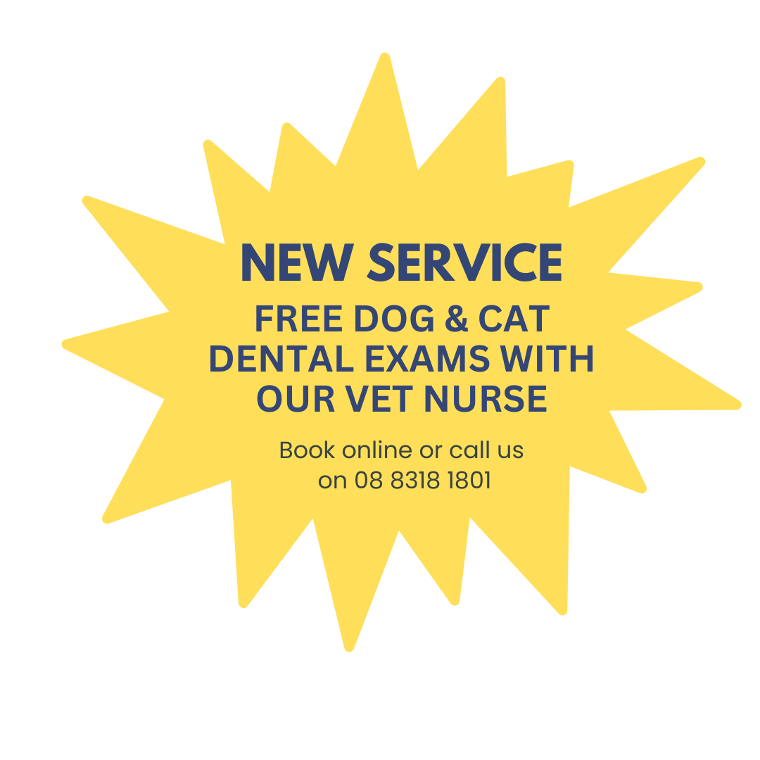 Free pet dental exams by vet nurse