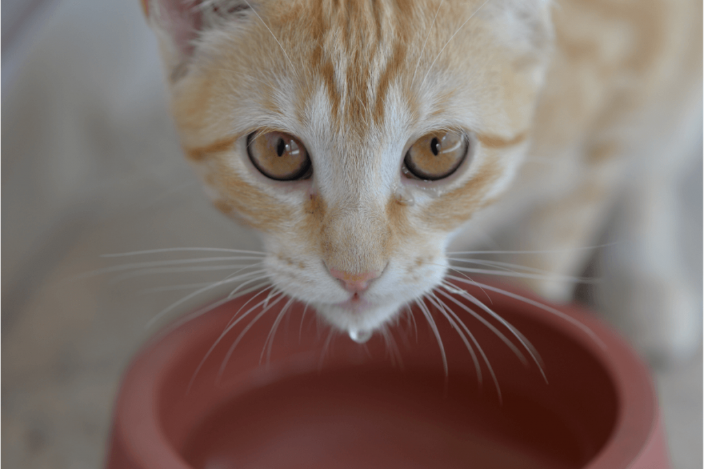 Cat drinking water